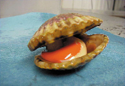 Fully mature Calico scallop