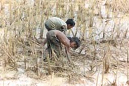 Traditionnaly most of the fish for household consumption is caught and collected from rice fields (Cambodia)