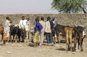 Cattle in an eastern Ethiopian market, free from rinderpest risk - or are they?