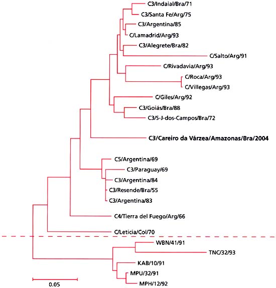 Genetic characterization of virus C3/Careiro da V&aacute;rzea/AM/Bra/2004