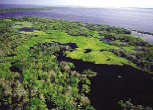 Aerial photo of the landscape in Amazonas
