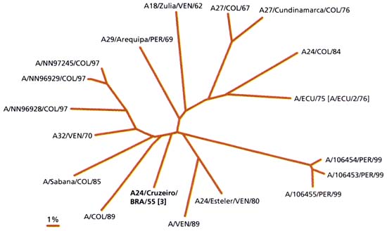 Neighbour-joining tree showing the relationships between FMDV A24/Cruzeiro/BRA/55 and viruses from the northern part of South America