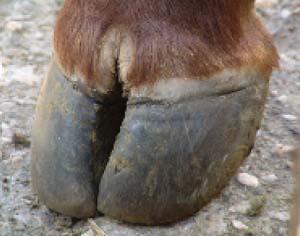 Linear breaks in the hoof of a convalescent animal