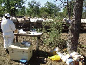 The field laboratory established at each sampling location