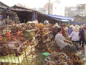 Live chicken market in Hanoi, Viet Nam