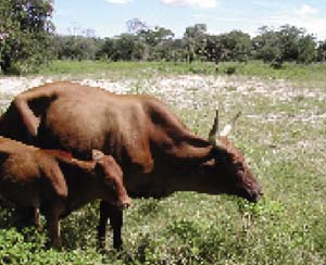 CBPP-affected cow presenting extended neck, abducted forelegs and abdominal respiration