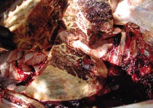 Marbling in a CBPP-affected lung