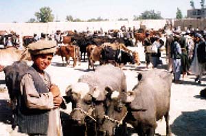 Cattle and buffaloes from Pakistan in Kabul market, Afghanistan