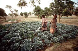 Malian women