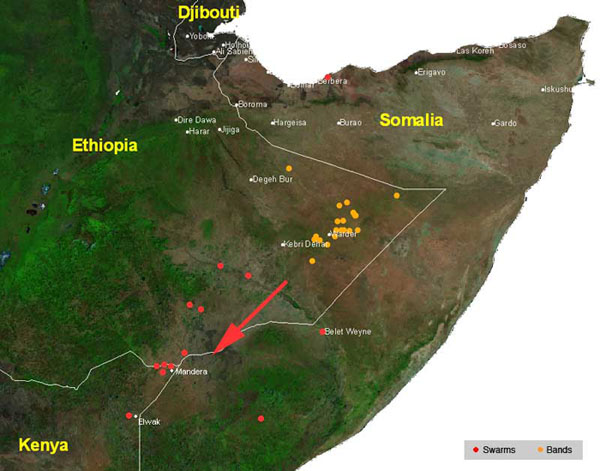 3 December. Desert Locust swarms in northeast Kenya, hopper bands in eastern Ethiopia