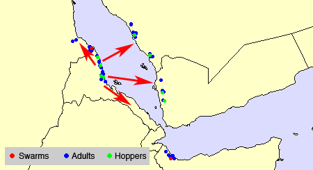 16 February. Desert Locust control operations continue on Red Sea coast