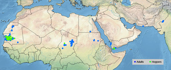 3 November. Unusually heavy rains favour breeding in NW Africa and Yemen