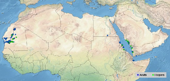 2 February. Limited Desert Locust activity in NW Mauritania and along the Red Sea