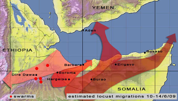 10 June. Swarms from N. Somalia move into eastern Ethiopia