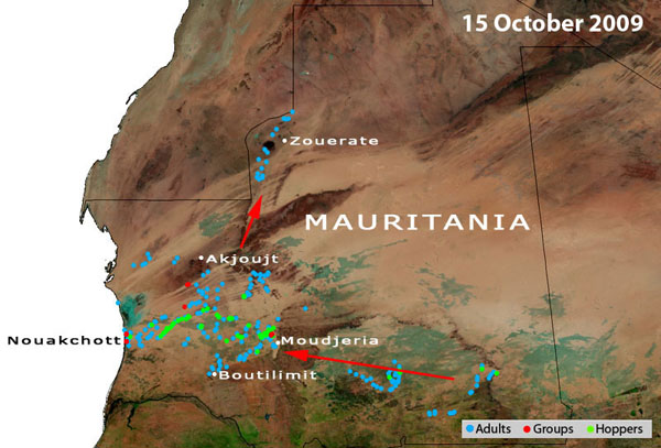 15 October. Desert Locust outbreak develops in western Mauritania