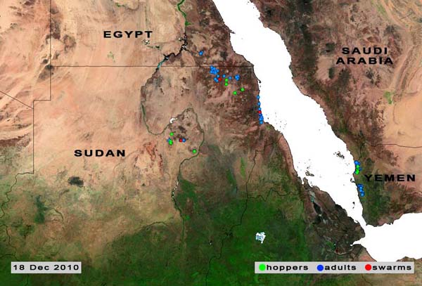 18 décembre. La situation relative au Criquet pèlerin toujours sérieuse au Soudan