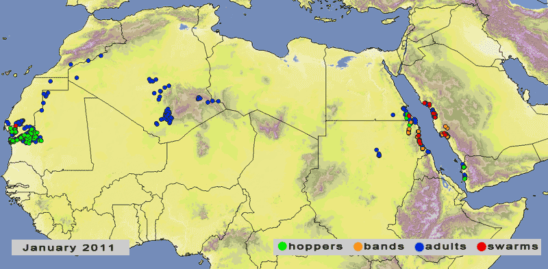 2 February. Control operations in progress in Sudan, Saudi Arabia and Mauritania