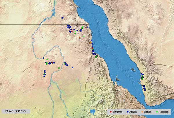 4 janvier. Éclosions et formation de bandes larvaires sur la côte de la mer Rouge, au Soudan