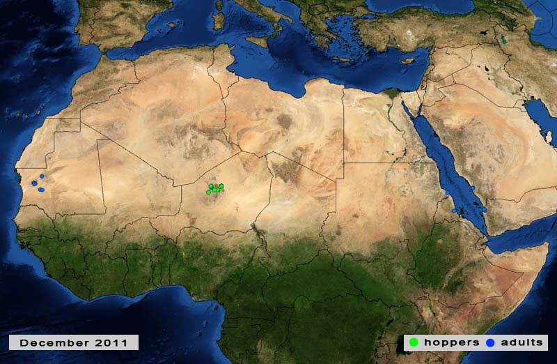 3 January. Poor rains limit Desert Locust breeding on the Red Sea coast