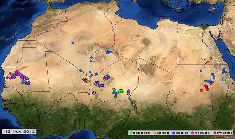 13 November. Swarms form in Sudan and Mali