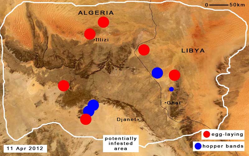 11 avril. Éclosions et début de formation de bandes larvaires en Libye et en Algérie