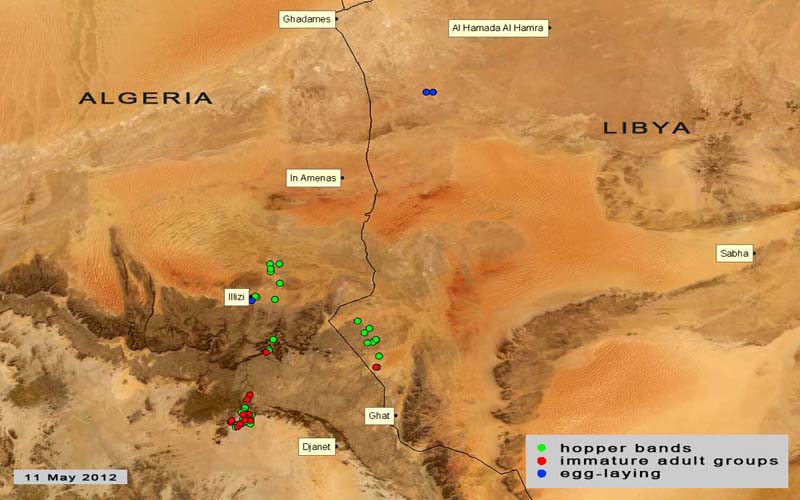 11 mai. Formation de nouveaux groupes d’ailés en Algérie et en Libye; formation d’essaims imminente