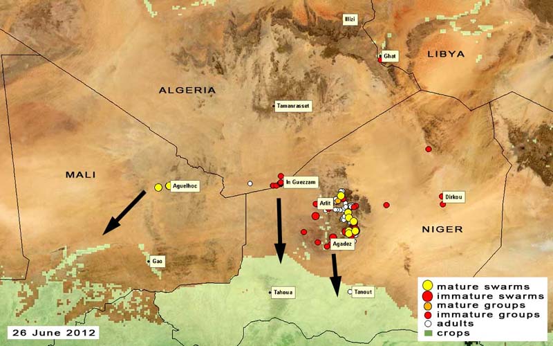 26 juin. Essaims et groupes dans le nord du Niger et du Mali