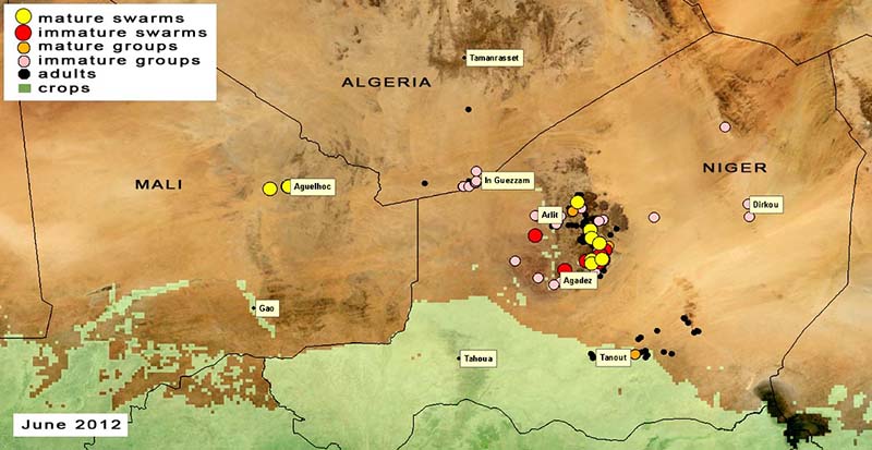 11 juillet. Reproduction imminente dans le nord du Niger et du Mali