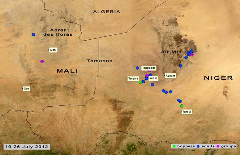 26 juillet. Reproduction en cours dans le nord du Niger et du Mali