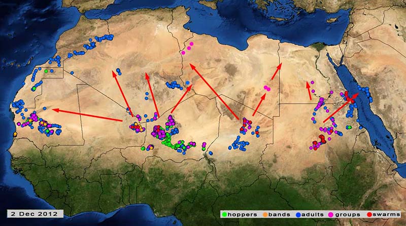 3 décembre. Extension de la préoccupante menace acridienne vers l’Afrique du Nord-Ouest et du Nord-Est
