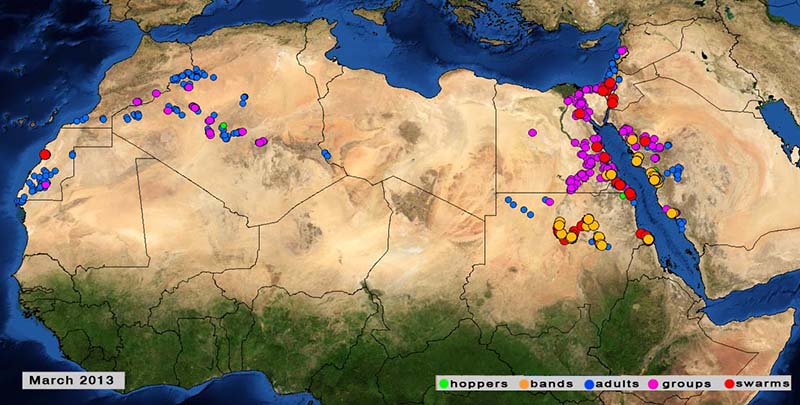 3 avril. Éclosions et formation de bandes larvaires dans la vallée du Nil, au Soudan