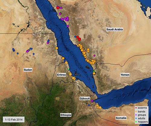 13 February. Serious situation continues on the Red Sea coast and in the Horn of Africa