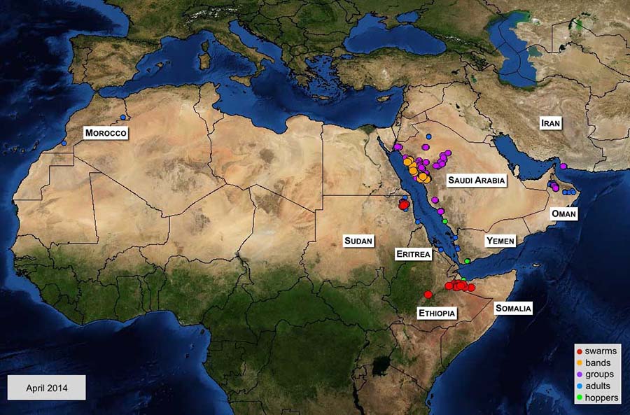 5 May. Locusts may increase in Ethiopia, Saudi Arabia, and Oman