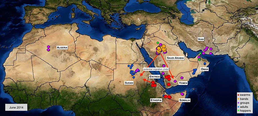 3 July. Swarms in Yemen and Eritrea