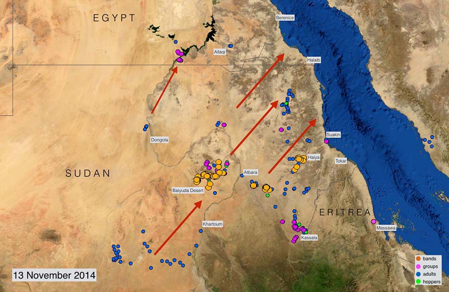 13 November. Desert Locust threaten Red Sea coast in Sudan and Egypt