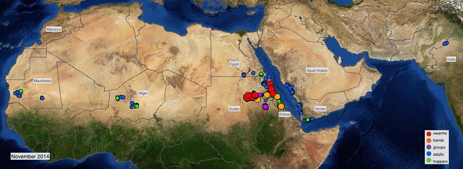 3 December. Intensive control continues against outbreaks in Sudan and Eritrea