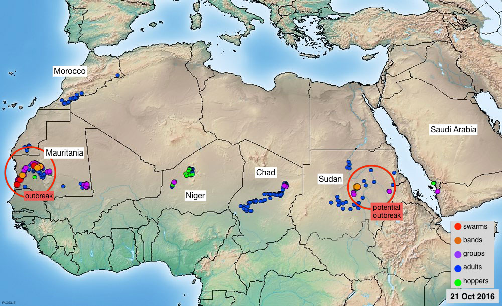 21 October. Outbreak continues in Mauritania and could develop in Sudan