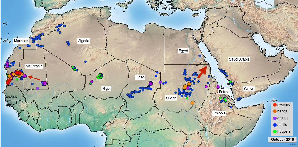 3 November. Desert Locust outbreaks in progress in Mauritania and Sudan