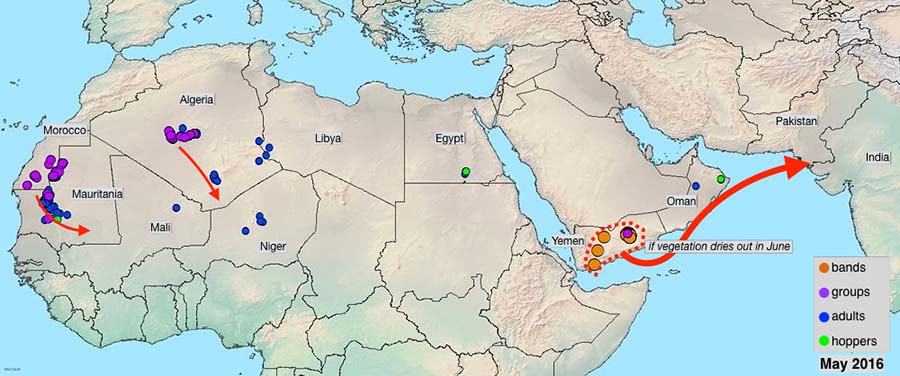 3 juin. Possible menace de la zone indo-pakistanaise suite à la probable formation d’essaims au Yémen