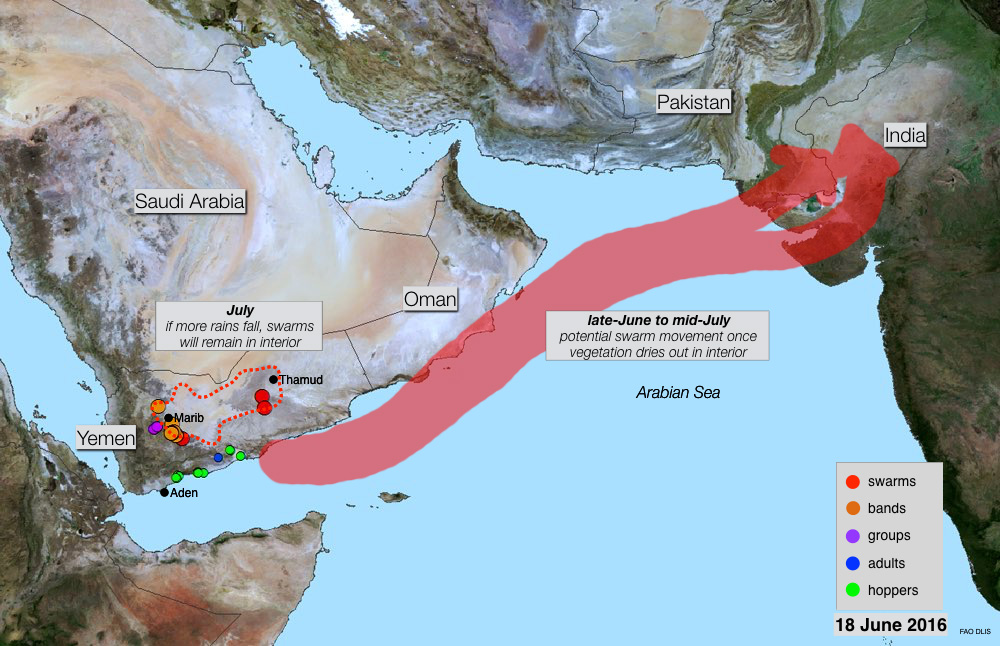 18 juin. Formation d’essaims au Yémen et pouvant menacer la zone indo-pakistanaise