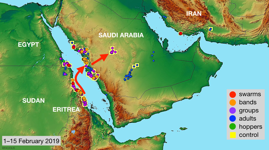 15 February. Control operations continue against Desert Locust outbreak along Red Sea coast