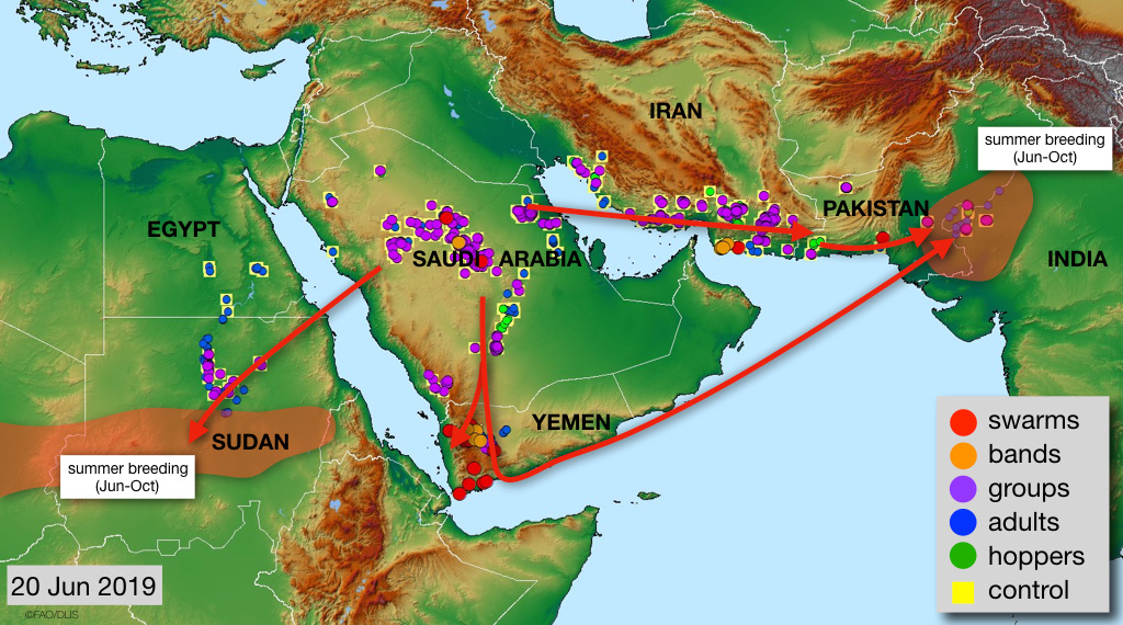 20 June. Hatching and band formation starts in Yemen while risk of swarms arriving in summer breeding areas remains high