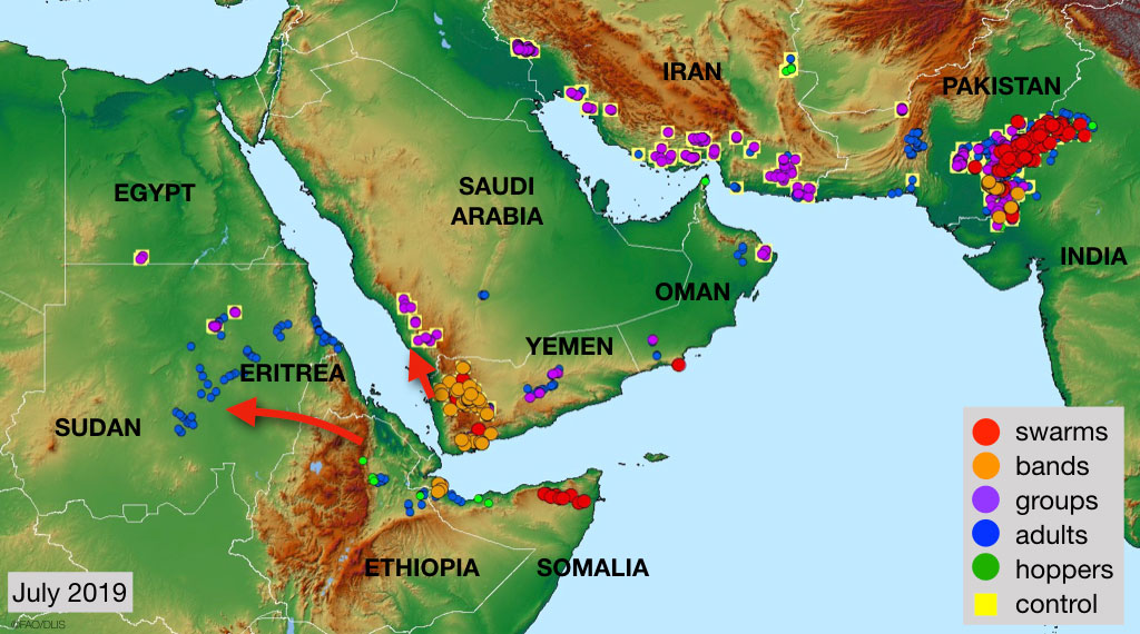 2 August. Swarms in India and Yemen with more expected