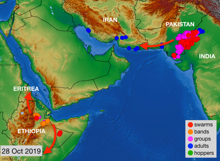 28 octobre. Essaims de Criquet pèlerin en déplacement en Inde/Pakistan et en Éthiopie
