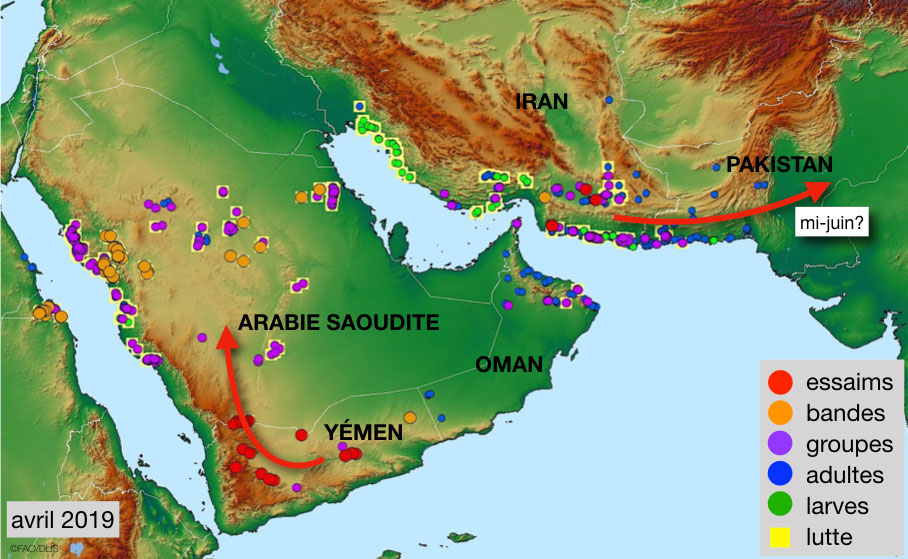 3 mai. Accroissement des infestations acridiennes dans les aires de reproduction printanière de l’Iran et de l’Arabie saoudite
