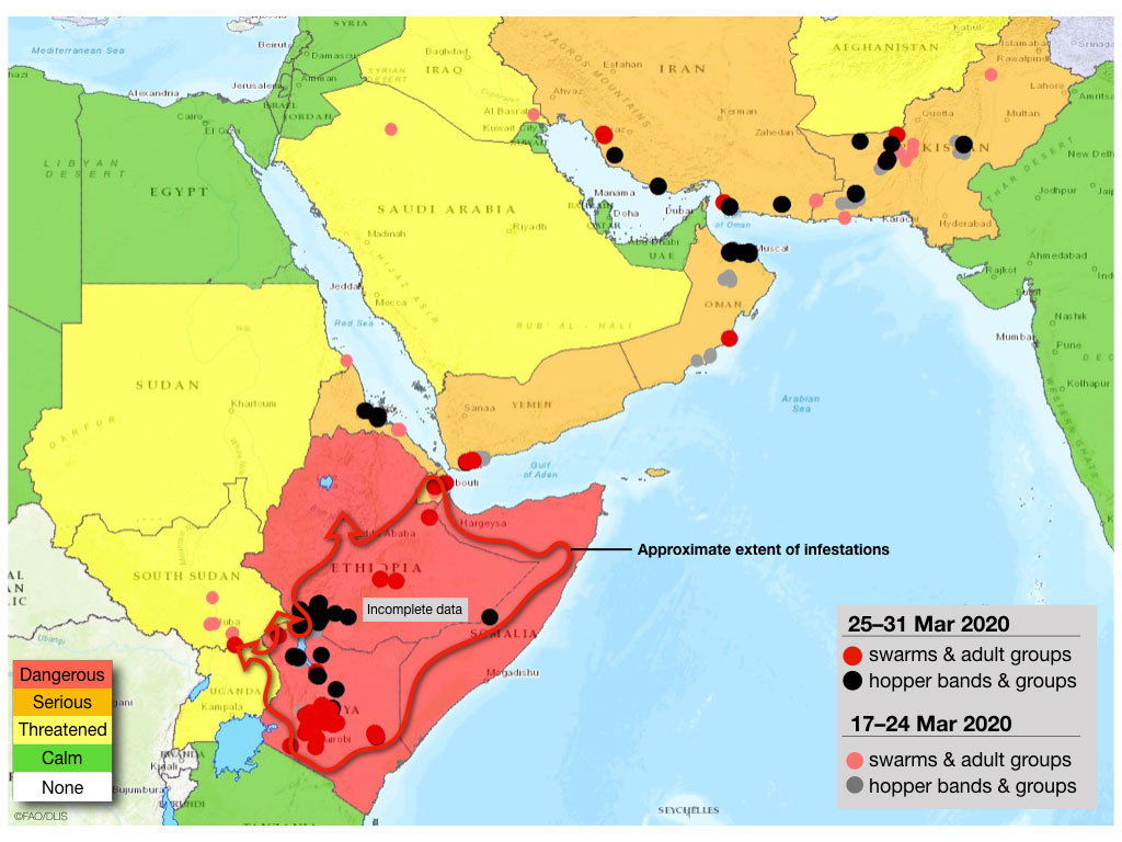 31 mars. Davantage d’essaims continuent à se former dans la Corne de l’Afrique