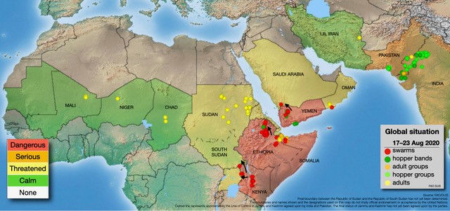 24 August. Swarms maturing in the Horn of Africa