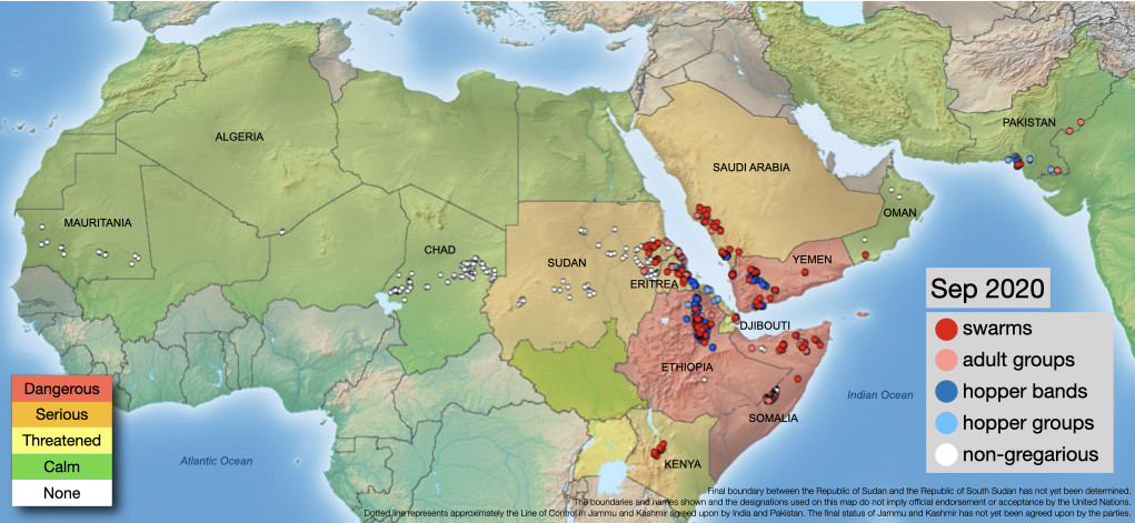 5 October. Swarm breeding in northeast Africa and Yemen