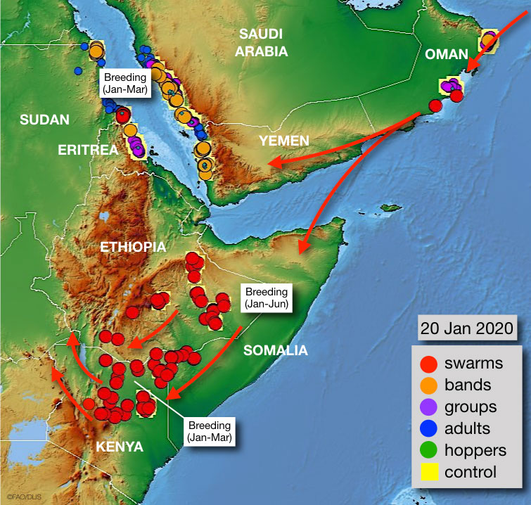 20 janvier. Des grands et de nombreux essaims continuent à menacer la Corne de l’Afrique