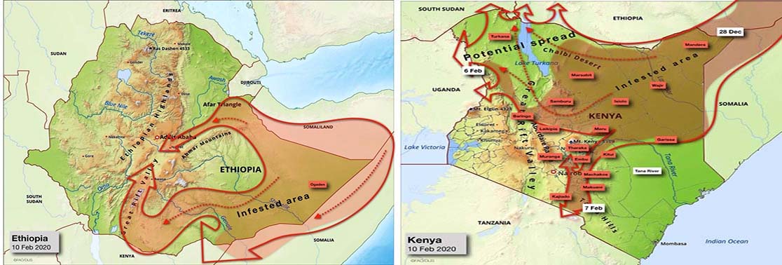 10 février. Déplacement du Criquet pèlerin vers l’Ouganda et la Tanzanie